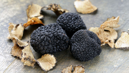 Haute-Provence : 32ème édition de la Fête de la truffe à Mane