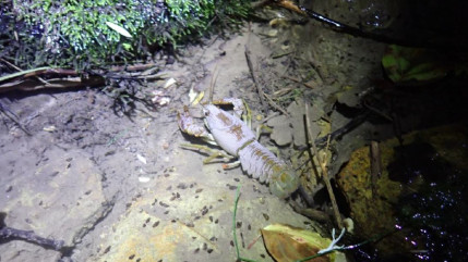 Haute-Provence : 500 écrevisses à pattes blanches réintroduites dans l'Asse Haute-Provence : 500 écrevisses à pattes blanches réintroduites dans l'Asse