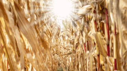 Haute-Provence : « Avertissement Chaleur » Haute-Provence : « Avertissement Chaleur »