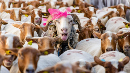 Haute-Provence : Castellane fait sa Fête de la Transhumance tout le week-end Haute-Provence : Castellane fait sa Fête de la Transhumance tout le week-end