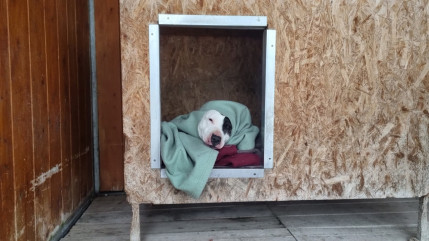 Haute-Provence : des couvertures espérées au refuge animalier de la Vallée de l’Ubaye