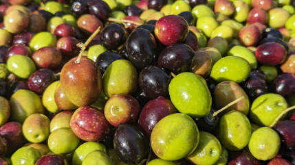 Haute-Provence : l’or jaune a séduit au Salon International de l’Agriculture