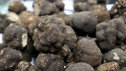 Haute-Provence : la fête de la truffe va battre son plein à Mane