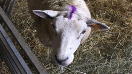 Haute-Provence : la fièvre catarrhale ovine sur le territoire