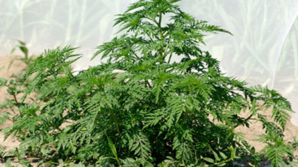 Haute-Provence : le département lutte contre l'ambroisie Haute-Provence : le département lutte contre l'ambroisie