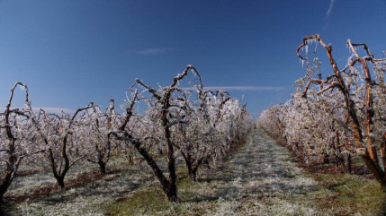 Alpes du Sud : le gel "va influencer toute notre année" explique un arboriculteur
