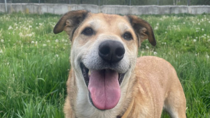 Haute-Provence : le refuge animalier de la vallée de l’Ubaye saturé