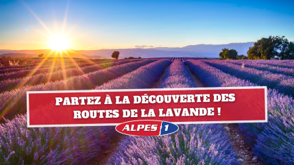 Haute-Provence : Les Routes de la lavande Haute-Provence : Les Routes de la lavande