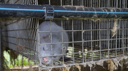 Haute-Provence : One Voice contre la vente de fourrure en Europe