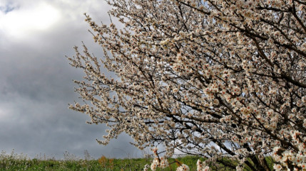 Haute-Provence : reconnaissance de calamité agricole en faveur des arboriculteurs bas-alpins