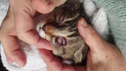 Haute-Provence : un appel à l’aide pour les chatons de la Vallée de l’Ubaye