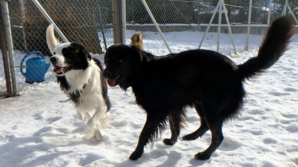 Haute-Provence : un appel à la solidarité lancé par le refuge animalier AUDACCE Haute-Provence : un appel à la solidarité lancé par le refuge animalier AUDACCE