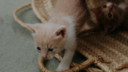 Haute-Provence : une association pour les chats errants