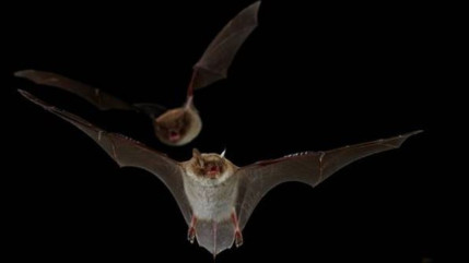 Haute-Provence : une sortie nocturne pour en savoir plus sur les chauves-souris Haute-Provence : une sortie nocturne pour en savoir plus sur les chauves-souris