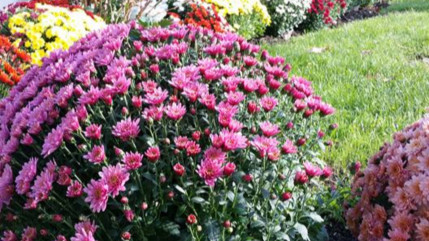 Hautes-Alpes : 84 Gapençais récompensés pour leur main verte Hautes-Alpes : 84 Gapençais récompensés pour leur main verte