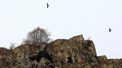 Hautes-Alpes : carnet rose avec la naissance d’un gypaéton dans le Valgaudemar Hautes-Alpes : carnet rose avec la naissance d’un gypaéton dans le Valgaudemar