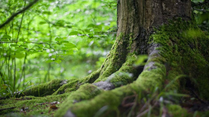 Hautes-Alpes : l’eau et la forêt à l’honneur à l’Argentière la Bessée Hautes-Alpes : l’eau et la forêt à l’honneur à l’Argentière la Bessée