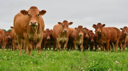 Hautes-Alpes : la grogne des agriculteurs contre la Cour des Comptes