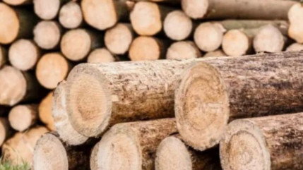 Hautes-Alpes : le bois du territoire pourra être transformé à Montmaur