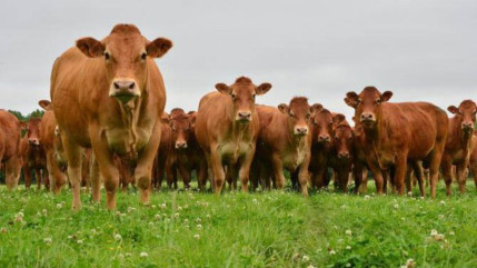 Hautes-Alpes : le département passe à l'offensive sur le lait