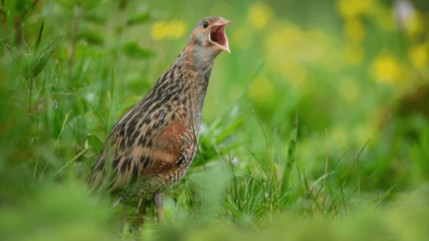 Hautes-Alpes : le râle des genêts, une espèce rare, aperçue dans le Queyras Hautes-Alpes : le râle des genêts, une espèce rare, aperçue dans le Queyras