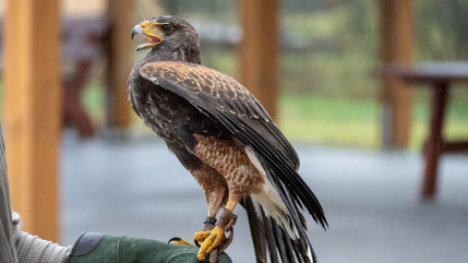 Hautes-Alpes : le spectacle de fauconnerie de Crots au coeur d'une pétition Hautes-Alpes : le spectacle de fauconnerie de Crots au coeur d'une pétition