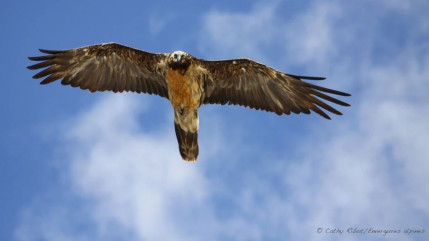 Hautes-Alpes : les écoliers ont baptisé le gypaèton né au printemps dernier Hautes-Alpes : les écoliers ont baptisé le gypaèton né au printemps dernier