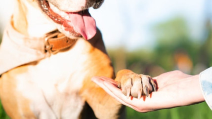 Hautes-Alpes : les locaux de la SPA Sud Alpines perquisitionnés