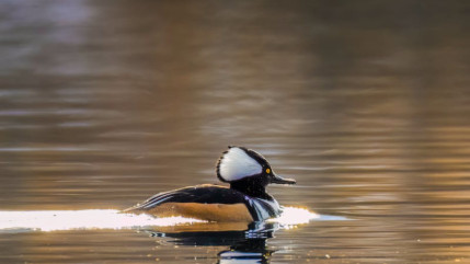 Hautes-Alpes : LPO organise une sortie à la découverte des oiseaux d’eau