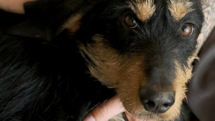 Hautes-Alpes : nouveau loto au profit des animaux ce dimanche à Veynes Hautes-Alpes : nouveau loto au profit des animaux ce dimanche à Veynes