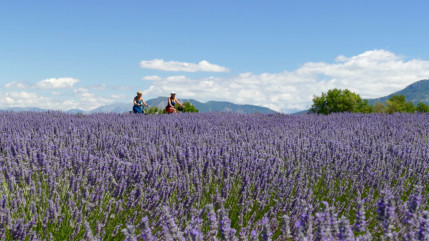 Hautes-Alpes : Saint-André de Rosans célèbre la lavande ce week-end