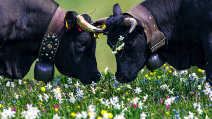Hautes-Alpes : une centaine de produits en lice au Concours Général Agricole, un record !