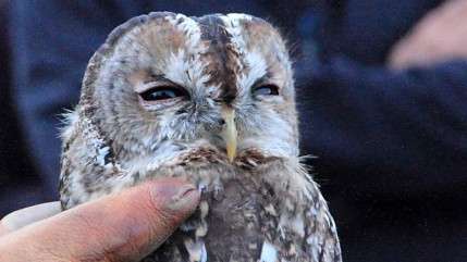 Hautes-Alpes : une chouette hulotte va retrouver la liberté après 5 mois en volière Hautes-Alpes : une chouette hulotte va retrouver la liberté après 5 mois en volière
