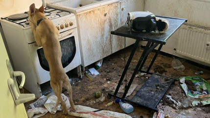 Huit animaux sauvés après un abandon volontaire