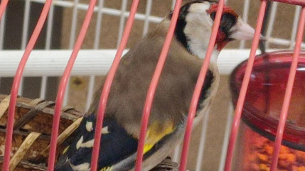 Ils détenaient illégalement deux oiseaux appartenant à une espèce protégée