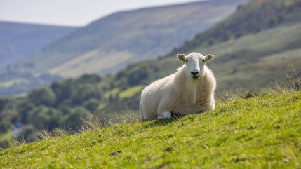 Journée de découverte de l'élevage ovin pour 200 élèves issus de la filière agricole