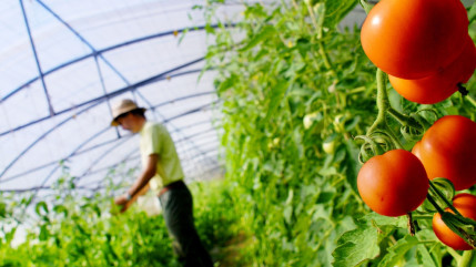 “L’agriculture se joue aussi dans les mairies” : la FDSEA interpelle les futurs maires des Hautes-Alpes “L’agriculture se joue aussi dans les mairies” : la FDSEA interpelle les futurs maires des Hautes-Alpes
