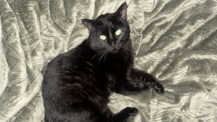 Factures trop salées, "Hauts Chat’lpins" contrainte de ne plus prendre en charge d'animaux cet hiver