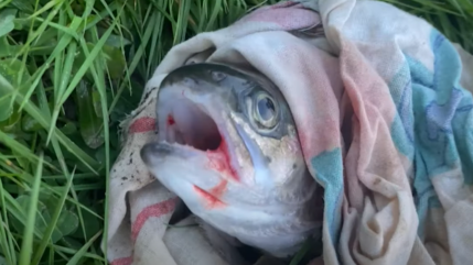 L'association PAZ dénonce l'empoissonnement à Chorges L'association PAZ dénonce l'empoissonnement à Chorges