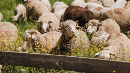 La Foire agricole de la Saint-Michel va battre son plein ce samedi