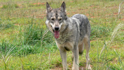 Le statut du loup sera bien déclassé