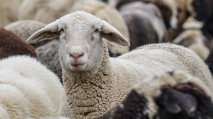 Le meilleur jeune berger de France sera-t-il des Alpes du Sud ?