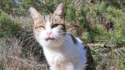 Les Amis d&rsquo;Aramis lance un appel &agrave; l&rsquo;aide pour trouver rapidement un nouveau lieu de vie