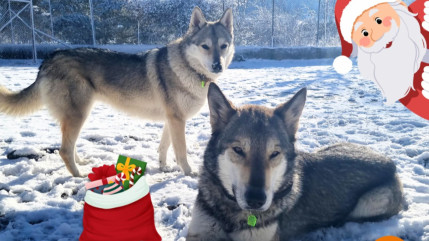 Les chiens du refuge Audacce attendent aussi le Père Noël Les chiens du refuge Audacce attendent aussi le Père Noël