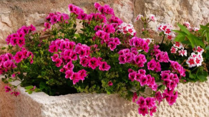 Les fleurs à disposition à Monêtier les Bains Les fleurs à disposition à Monêtier les Bains