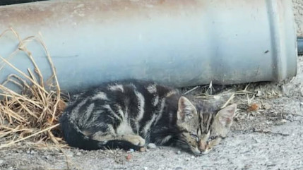 « Les Hauts Chat’lpins » submergée par les chatons