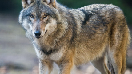 Loup : le tir de défense simplifié pour l'an prochain