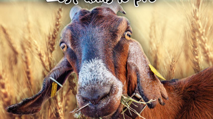 Manosque va se transformer en grande ferme le temps d’une journée