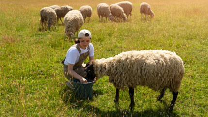 "On ne peut pas s’habituer à ce chantage raciste" : les gardiens de troupeaux alertent sur la situation dans les Hautes-Alpes