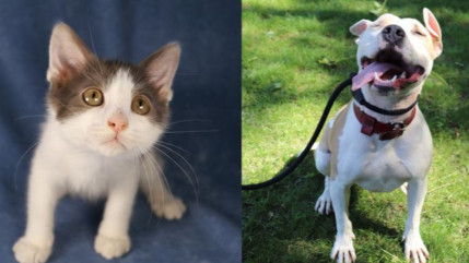 « Opération Chacha » pour sauver le refuge animalier de Digne les Bains « Opération Chacha » pour sauver le refuge animalier de Digne les Bains